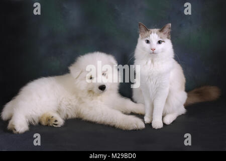 Ragdoll blue bi-colour cat with Samoyed puppy Stock Photo