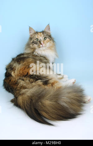 tortie and white norwegian forest cat Stock Photo