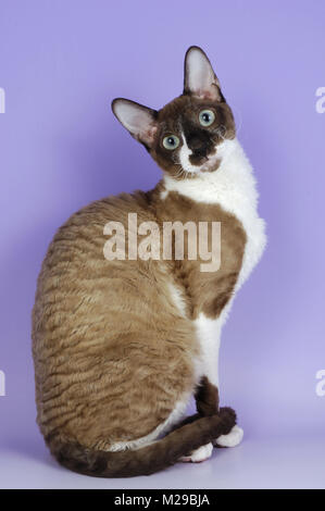 chocolate and white coloured cornish rex cat Stock Photo