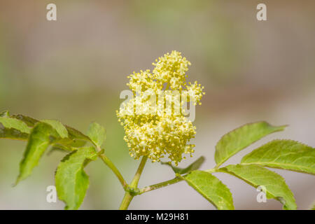 elder flower blossoms on light background. Spring, springtime in the forest Stock Photo