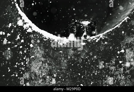Dog Lying in Concrete Tunnel. Black and White Portrait of Cute Older Border Collie. Snowing: Visible Snowflakes. Low Depth of the Field. Stock Photo