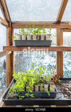 Growing sweet peas - autumn sown sweet peas needing pinching out growing in snow covered greenhouse in winter Stock Photo
