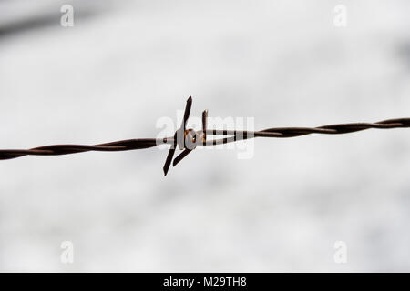 A spiny wire detail Stock Photo