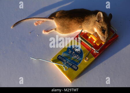 Dead Mouse in Mousetrap Stock Photo