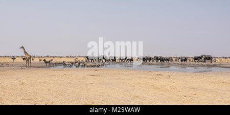 A busy watering hole in the Namibian desert savanna Stock Photo