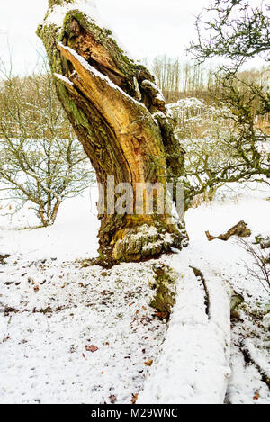 Old and rotting oak tree in winter landscape. Rotting oak provide a very important habitat and food source for many small animals and insects. Stock Photo