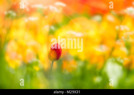 A single red tulip in front of a tulip field in the sun. Stock Photo