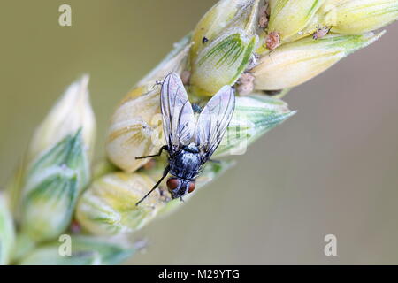 Calliphoridae, commonly known as blow flies, blow-flies, carrion flies, bluebottles, greenbottles, or cluster flies , resting on wheat Stock Photo