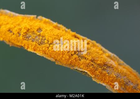 Meadowsweet rust gall, Triphragmium ulmariae Stock Photo