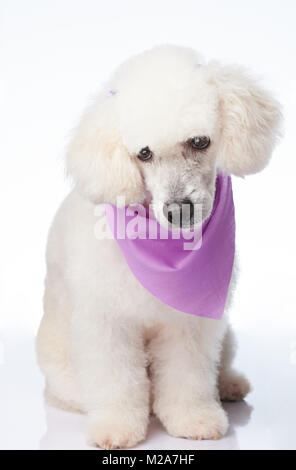 Cute white poodle dog sit isolated on background Stock Photo