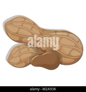 vector illustration. Peanut on a white background Stock Vector