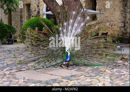 A peacock wondering on the grounds of Sao Jorge Castle, Lisbon, Portugal Stock Photo