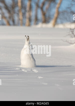 The mountain hare, Lepus timidus, in winter pelage, sitting in snow, looking right, in the snowy winter landscape with birch trees and blue sky, in Setesdal, Norway, vertical image Stock Photo