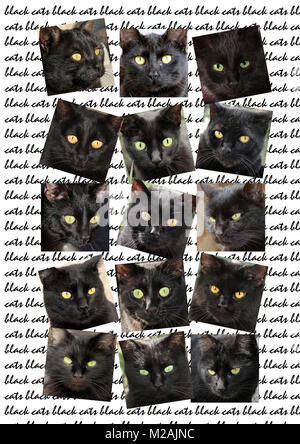 collage of 15 black cats portraits Stock Photo