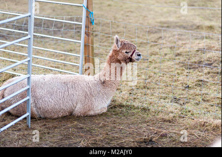 An Alpaca in a farm on the outskirt of Edinburgh Stock Photo