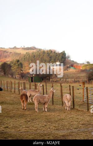 A herd of Alpacas in a farm on the outskirt of Edinburgh Stock Photo