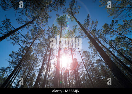 pine forest with lens flare through the trees, view looking up. Stock Photo