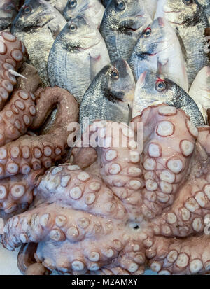 closeup of freshly caught fresh fish on the harbor dock. Octopus tentacles on Mediterranean sea bass rug Stock Photo