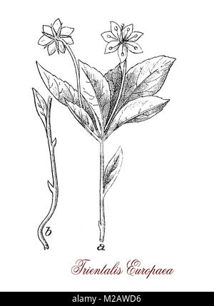 vintage engraving of trientalis europaea,flowering plant of the Primulaceae family with beautiful white flowers. Stock Photo