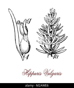 vintage engraving of hippuris vulgaris,aquatic plant of shallow waters or mud, used in herbal medicine for healing wounds Stock Photo