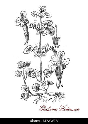 Vintage engraving of Glechoma ederacea, aromatic plant used as medicinal, salad green and as garden decoration Stock Photo