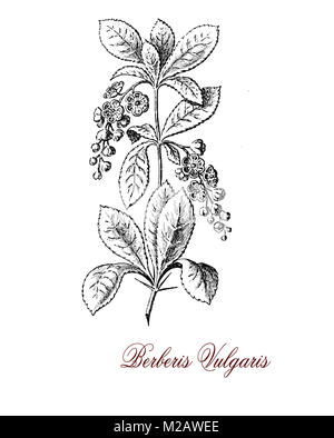 Vintage engraving of Berberis vulgaris or common barberry, shrub cultivated as fruit for the red berries rich in vitamin C Stock Photo