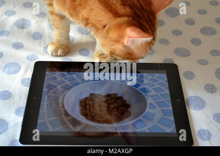 Cat with ultra-mobile pc Stock Photo