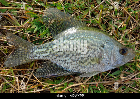 The black crappie (Pomoxis nigromaculatus) is a freshwater fish found in North America Stock Photo