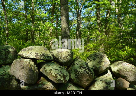 a moss covered dry stone wall rhode island USA Stock Photo