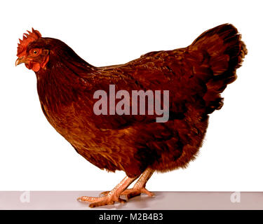 Rhode Island Red Hen Stock Photo