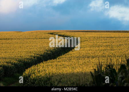 A corn field in São Miguel Arcanjo, SP, Brazil Stock Photo