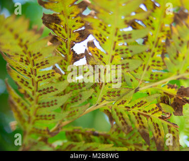 Close up view of underside of fern leaf in winter, yellowing leaves, spores visible. Stock Photo