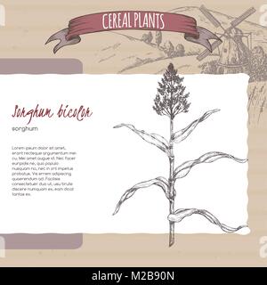 Sorghum bicolor sketch. Cereal plants collection. Stock Vector