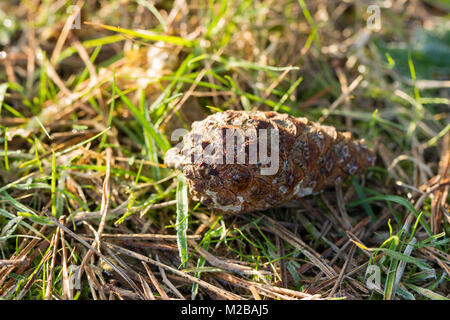 A Scots pine cone lying on the ground in winter, Dorset, United Kingdom Stock Photo