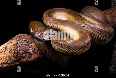 Papuan python Snake, Apodora papuana, New Guinea nocturnal, ability to ...