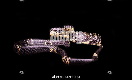 Spilotes puillatus / Yellow rat snake Stock Photo
