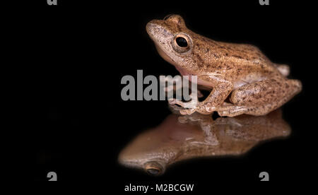 Hyperolius concolor / Reed frog Stock Photo