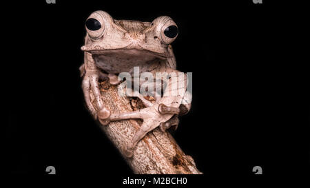 Polypedates otilophus / File-eared tree frog Stock Photo