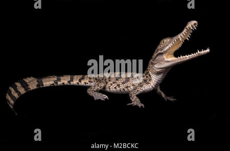 crocodylus mindorensis / Philippine crocodile Stock Photo