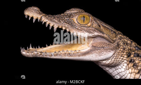 crocodylus mindorensis / Philippine crocodile Stock Photo