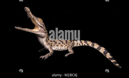 crocodylus mindorensis / Philippine crocodile Stock Photo