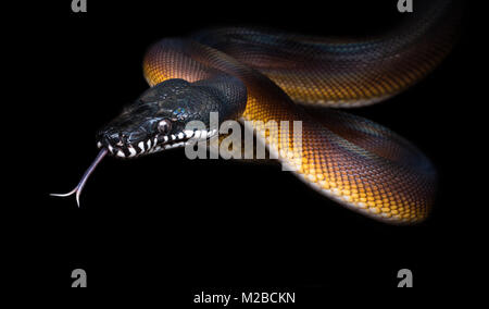 Bothrochilus albertisii / white lipped python  snake from papua new guinea Stock Photo