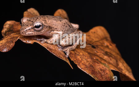 Hyperolius concolor / Reed frog Stock Photo