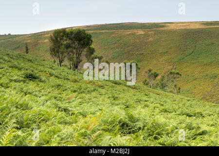 An image of a group of Silver Birch trees situated in the barren landscape of Dartmoor  National Park, Devon, England, UK. Stock Photo