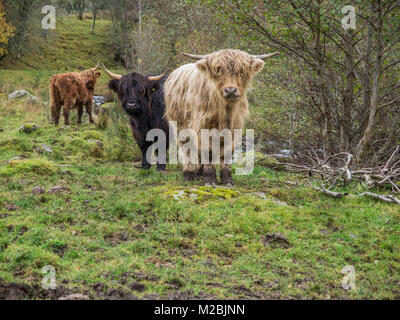 Highland Cattles Stock Photo