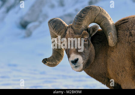 An adult male Bighorn sheep (Ovis canadensis),  looking back with a 'don't bother me' expression on his face Stock Photo