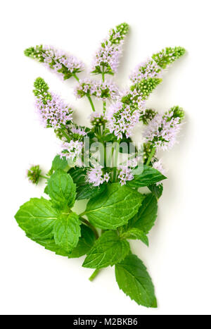 fresh purple peppermint flowers isolated on white Stock Photo