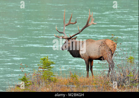 A large bull elk  ( Cervus elaphus), standing by the Athabasca river in Jasper National Park in Alberta Canada Stock Photo