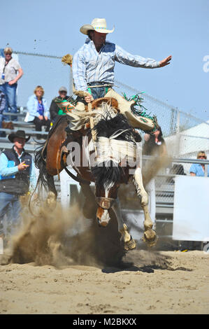 A saddle bronc horse and rider jumping in the air at an outdoor rodeo event in rural Alberta Canada Stock Photo