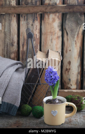 Blue or vioet spring hyacinth in the cup and old books over the wooden background. Easter postcard concept. Toned. Stock Photo
